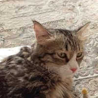 واگذاری رایگان گربه