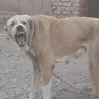 سگ ماده درشت نگهبانی عالی صفت دهن پاک
