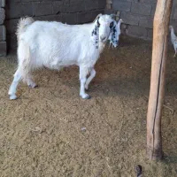 فروش بز چاق|حیوانات مزرعه|حنا, |دیوار