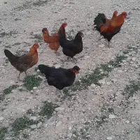 فروش مرغ تخمگذار