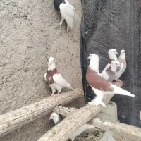 باسلام ده جفت طوقی بی نظیربه فروش می‌رسد