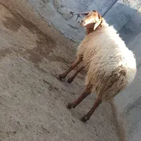 قوچ جوان شیره دار