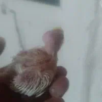 مرغ عشق نژاد هلندی دانه ۲۰۰هزارتومان|پرنده|تربتحیدریه, فردوسی جنوبی|دیوار