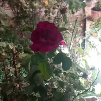 طلاین