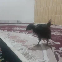 جوجه مرغ