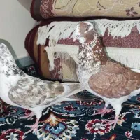 دو جفت تهرانی