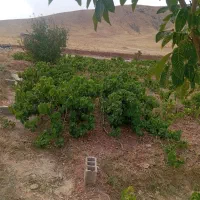 باغ انگور