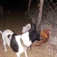 واگذاری سگ پاکوتاه ماده