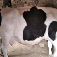 گاو ماده آبستن|حیوانات مزرعه|جزمان, |دیوار