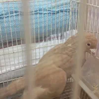 نر زرد کرمانی|پرنده|بیرجند, |دیوار