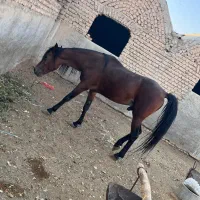 اسب نریون عرب|حیوانات مزرعه|پیشوا, |دیوار