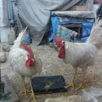 خروس ۱۴ ماهه سالم