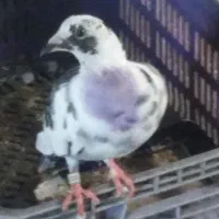 کبوتر|پرنده|کوچصفهان, |دیوار