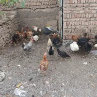 خروس و مرغ|حیوانات مزرعه|شبستر, |دیوار