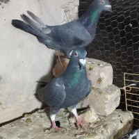 کفتر|پرنده|فسا, |دیوار