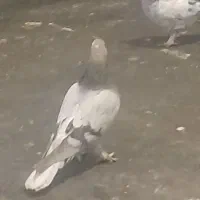 ۵ لنگ کبوتر ترکیه ای زیر قیمت|پرنده|بروجن, |دیوار