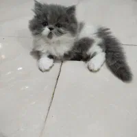 واگذاری ۳ بچه‌گربه‌ی دوست‌داشتنی
