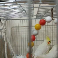 عروس هلندی نر