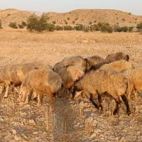 فروش 32 راس میش داشتی ناز آبستن ترکی بختیاری|حیوانات مزرعه|کازرون, |دیوار