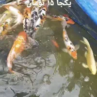 کوی مولد سوپر باله و مشکی زغالی|ماهی|کیاشهر, |دیوار