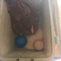 مرغ و جوجه بوقلمون