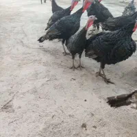 بوقلمون نر|حیوانات مزرعه|زرنه, |دیوار