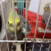 عروس هلندی