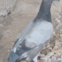 کبوتر|پرنده|خرمشهر, |دیوار
