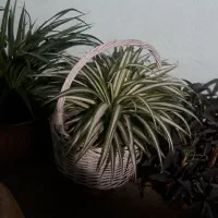 گلدان گل گندمی و ااوورا