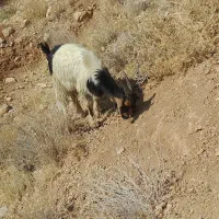 کهره نر یک دست|حیوانات مزرعه|شیراز, احمدآباد|دیوار