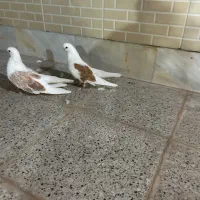 کبوتر نک قنار پلاک دار همه
