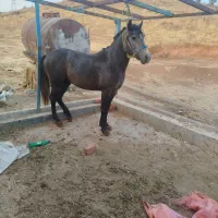 اسب کار باری به شرط 200کیلو