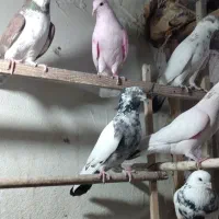 کبوتر کفتر تک