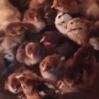 جوجه یک روزه گلپایگان و گلین