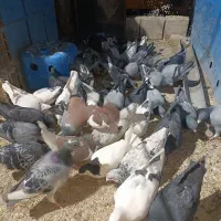 کبوتر نر|پرنده|سرخه, |دیوار