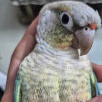 گرینچیک|پرنده|تهران, حصار بوعلی|دیوار