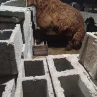 بره نر کوه در آبپخش|حیوانات مزرعه|آبپخش, |دیوار