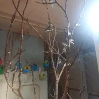 فنچ مولد