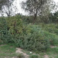 ملک با کاربری جهانگردی و گردشگری|فروش زمین و ملک کلنگی|مشهد, نوفل لوشاتو|دیوار