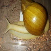 حلزون البینو