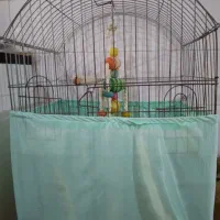 عروس هلندی همراه قفس بزرگ|پرنده|ماهدشت, |دیوار