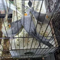 عروس هلندی|پرنده|چمران, |دیوار