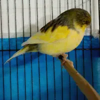 قناری گلاستر نر و ماده|پرنده|اردبیل, |دیوار