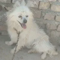 سگ پامر نر پاکوتاه گوش سیخ معاوضه