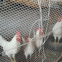 فروش خروس|پرنده|نورآباد, |دیوار