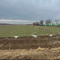 یک هکتار سندار برجاده قدیم هشتگرد|فروش زمین و ملک کلنگی|هشتگرد, ینگی امام|دیوار