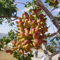 نیازمند کارگر خانم ماهر پسته جمع کنی