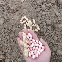 بادام غلافدار گلی آفتاب خشک|عمده‌فروشی|اسلام آباد, |دیوار