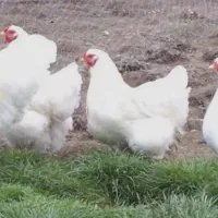 مرغ محلی ۲۸۰|خوردنی و آشامیدنی|رشت, حمیدیان|دیوار