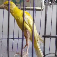 قناری ماده نر یسر فقط دارم|پرنده|بندر ماهشهر, |دیوار